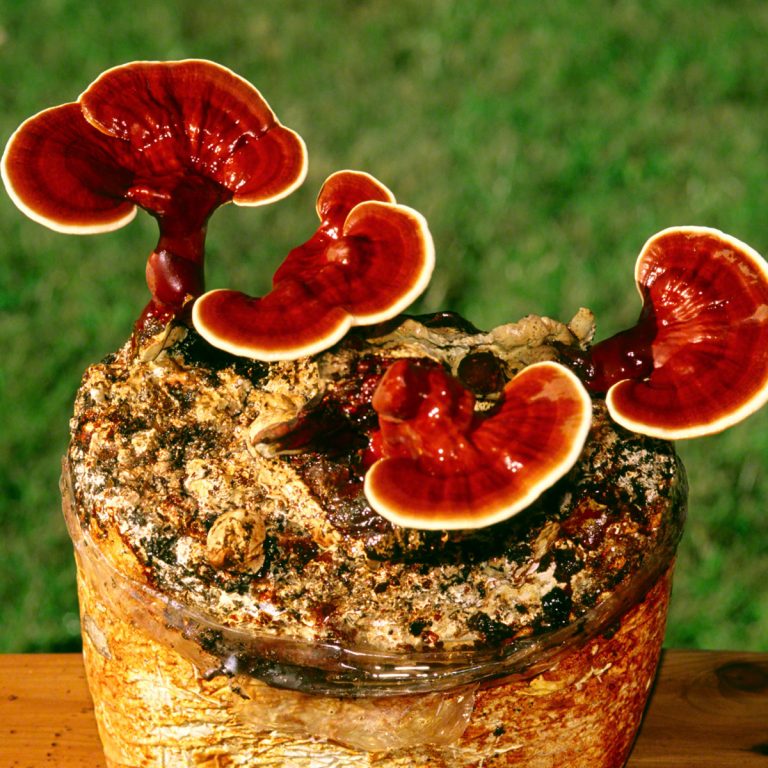 Read more about the article RED REISHI – sieni rakentaa kestävän immuniteetin