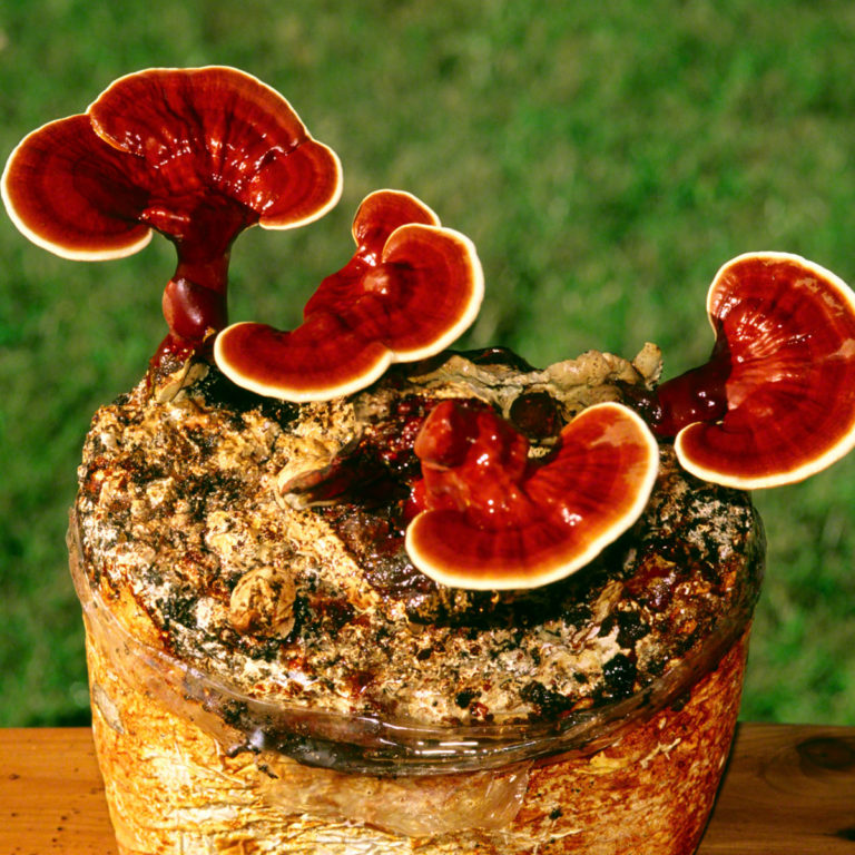 RED REISHI – sieni rakentaa kestävän immuniteetin